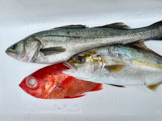 鮮魚盛り合わせ 3,000円セット 3~4種類程度のお魚 総量3~4Kg程度